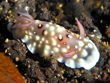 Bus Stop Chromodoris - Goniobranchus hintuanensis - Bali, Indonesia