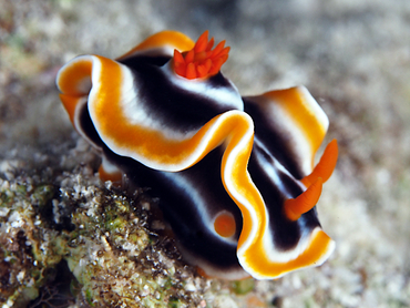 Magnificent Chromodoris - Chromodoris magnifica - Great Barrier Reef, Australia