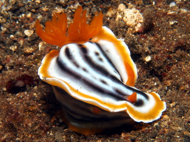 Magnificent Chromodoris - Chromodoris magnifica - Lembeh Strait, Indonesia