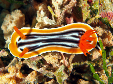 Magnificent Chromodoris - Chromodoris magnifica - Wakatobi, Indonesia
