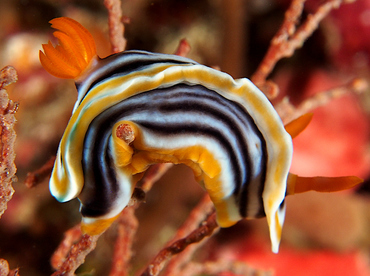Magnificent Chromodoris - Chromodoris magnifica - Wakatobi, Indonesia