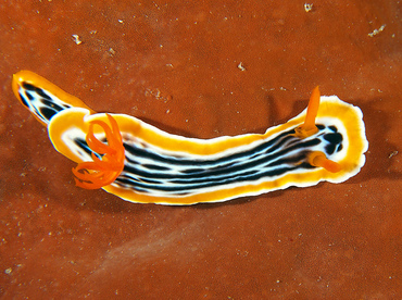 Magnificent Chromodoris - Chromodoris magnifica - Wakatobi, Indonesia