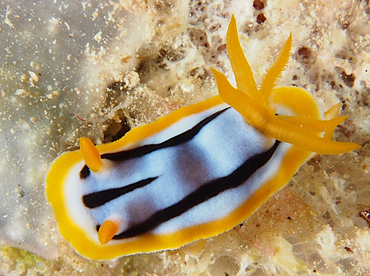Streaked Chromodoris - Chromodoris strigata - Wakatobi, Indonesia