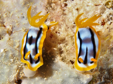 Streaked Chromodoris - Chromodoris strigata - Wakatobi, Indonesia