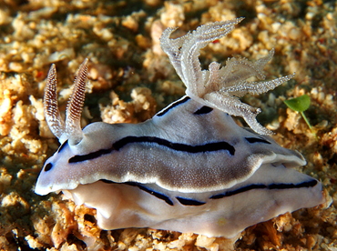 Willan's Chromodoris - Chromodoris willani - Anilao, Philippines