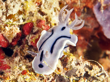 Willan's Chromodoris - Chromodoris willani - Wakatobi, Indonesia