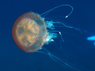 Carribbean Sea Nettle - Chrysaora sp. - British Virgin Islands