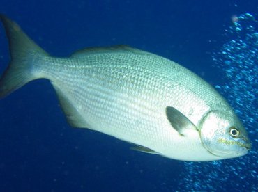 Bermuda/Gray Chub - Kyphosus sectatrix/bigibbus - Roatan, Honduras