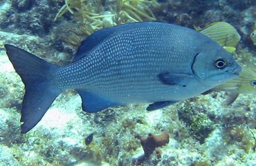 Bermuda/Gray Chub - Kyphosus sectatrix/bigibbus - Key Largo, Florida