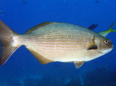 Bermuda/Gray Chub - Kyphosus sectatrix/bigibbus - Roatan, Honduras