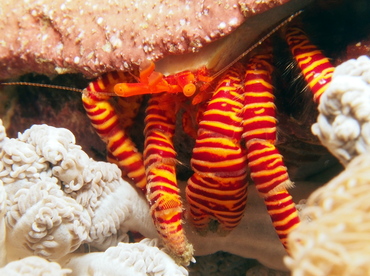 Halloween Hermit Crab - Ciliopagurus strigatus - Lembeh Strait, Indonesia