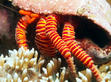 Halloween Hermit Crab - Ciliopagurus strigatus - Lembeh Strait, Indonesia