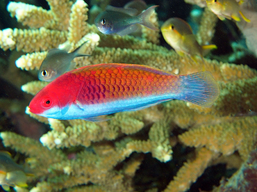 Bluesided Fairy Wrasse - Cirrhilabrus cyanopleura - Wakatobi, Indonesia