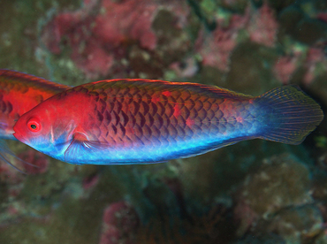 Bluesided Fairy Wrasse - Cirrhilabrus cyanopleura - Wakatobi, Indonesia