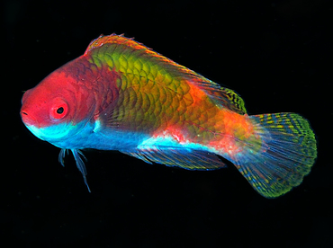 Bluesided Fairy Wrasse - Cirrhilabrus cyanopleura - Wakatobi, Indonesia