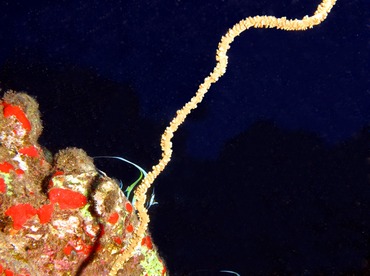 Common Wire Coral - Cirrhipathes anguina - Lanai, Hawaii