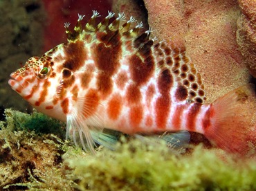 Spotted Hawkfish - Cirrhitichthys aprinus - Dumaguete, Philippines