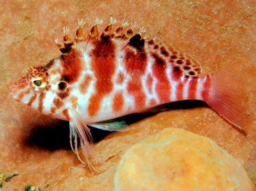 Spotted Hawkfish - Cirrhitichthys aprinus - Lembeh Strait, Indonesia