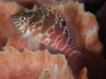 Threadfin Hawkfish - Cirrhitichthys aprinus - Komodo, Indonesia