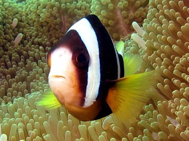 Clark's Anemonefish - Amphiprion clarkii - Palau