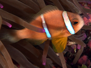 Clark's Anemonefish - Amphiprion clarkii - Palau