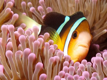 Clark's Anemonefish - Amphiprion clarkii - Palau