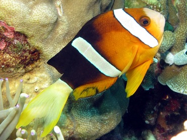 Clark's Anemonefish - Amphiprion clarkii - Dumaguete, Philippines