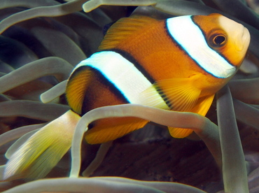 Clark's Anemonefish - Amphiprion clarkii - Lembeh Strait, Indonesia