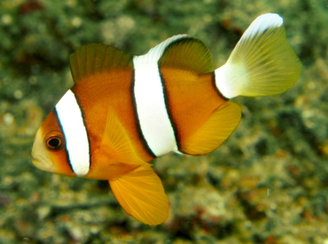 Clark's Anemonefish - Amphiprion clarkii - Lembeh Strait, Indonesia