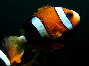 Clark's Anemonefish - Amphiprion clarkii - Lembeh Strait, Indonesia