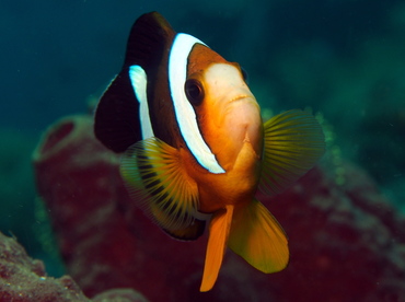 Clark's Anemonefish - Amphiprion clarkii - Lembeh Strait, Indonesia