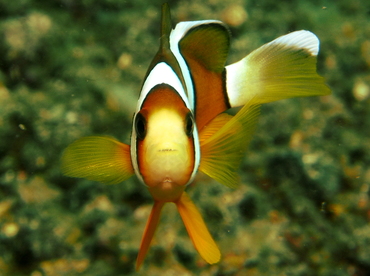 Clark's Anemonefish - Amphiprion clarkii - Lembeh Strait, Indonesia