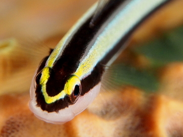Cleaning Goby - Elacatinus genie - The Exumas, Bahamas