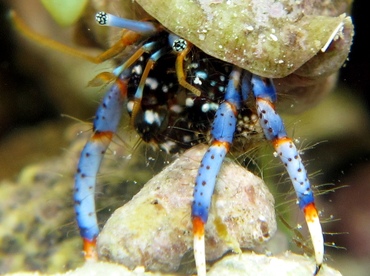 Blue-Legged Hermit Crab - Clibanarius tricolor - Cozumel, Mexico