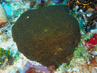 Cliona tenuis - Cliona tenuis - Cozumel, Mexico