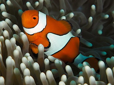 Clown Anemonefish - Amphiprion percula - Great Barrier Reef, Australia