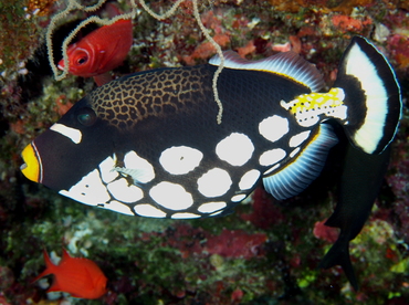 Clown Triggerfish - Balistoides conspicillum - Palau