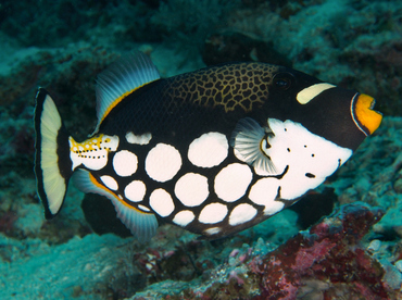 Clown Triggerfish - Balistoides conspicillum - Wakatobi, Indonesia