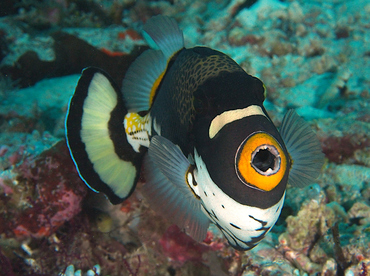 Clown Triggerfish - Balistoides conspicillum - Wakatobi, Indonesia