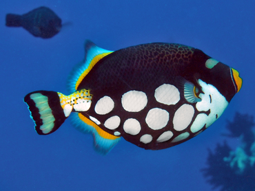 Clown Triggerfish - Balistoides conspicillum - Great Barrier Reef, Australia