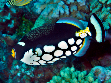 Clown Triggerfish - Balistoides conspicillum - Great Barrier Reef, Australia