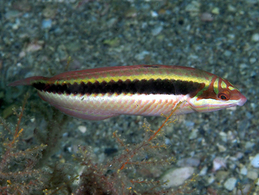 Clown Wrasse - Halichoeres maculipinna - Blue Heron Bridge, Florida
