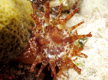 Club-Tipped Anemone - Telmatactis cricoides - Bonaire