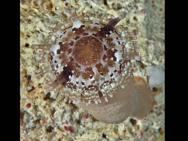 Club-Tipped Anemone - Telmatactis cricoides - Bonaire