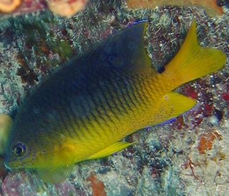 Cocoa Damselfish - Stegastes variabilis - Key Largo, Florida