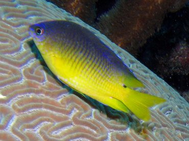 Cocoa Damselfish - Stegastes variabilis - Roatan, Honduras