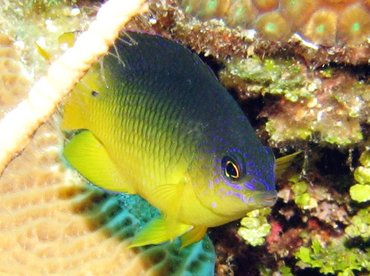 Cocoa Damselfish - Stegastes variabilis - Roatan, Honduras