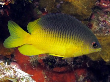 Cocoa Damselfish - Stegastes variabilis - Cozumel, Mexico