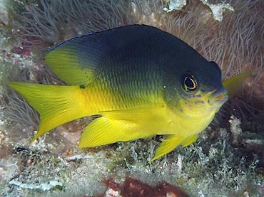 Caribbean Cocoa Damselfish - Stegastes xanthurus - British Virgin Islands