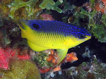 Caribbean Cocoa Damselfish - Stegastes xanthurus - British Virgin Islands